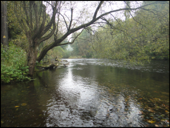 Fliegenfischen an der Rur  040
