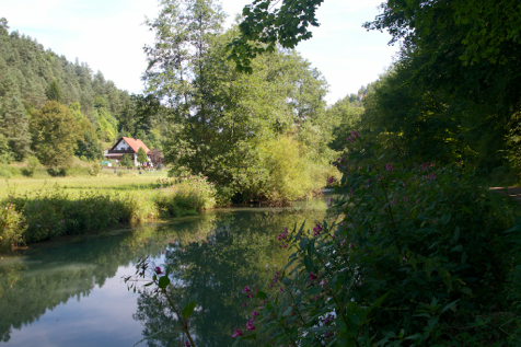 Wisent August 2013  904