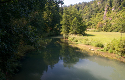 Wisent August 2013  906